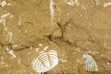 Ordovician Kukersite Oil Shale w/ Bryozoan & Trilobite Fossils #369569-1